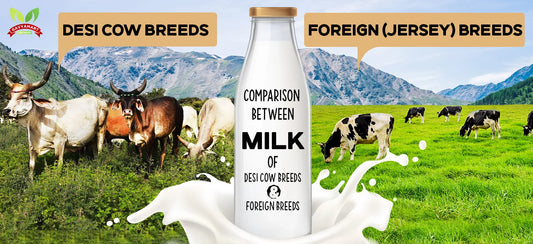 Desi Cows Vs Foreign Cows | Desi cow Vs Jersey Cow