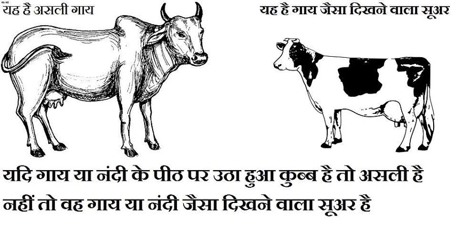 COMPERISION MILK OF DESI COW BREEDS VS FOREIGN(JERSEY COW)BREEDS