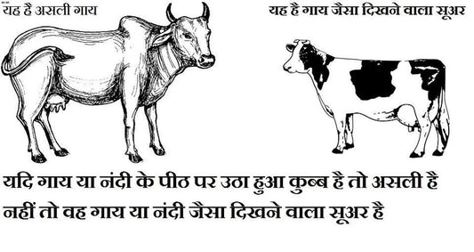 Desi Cow Vs Jersey Cow