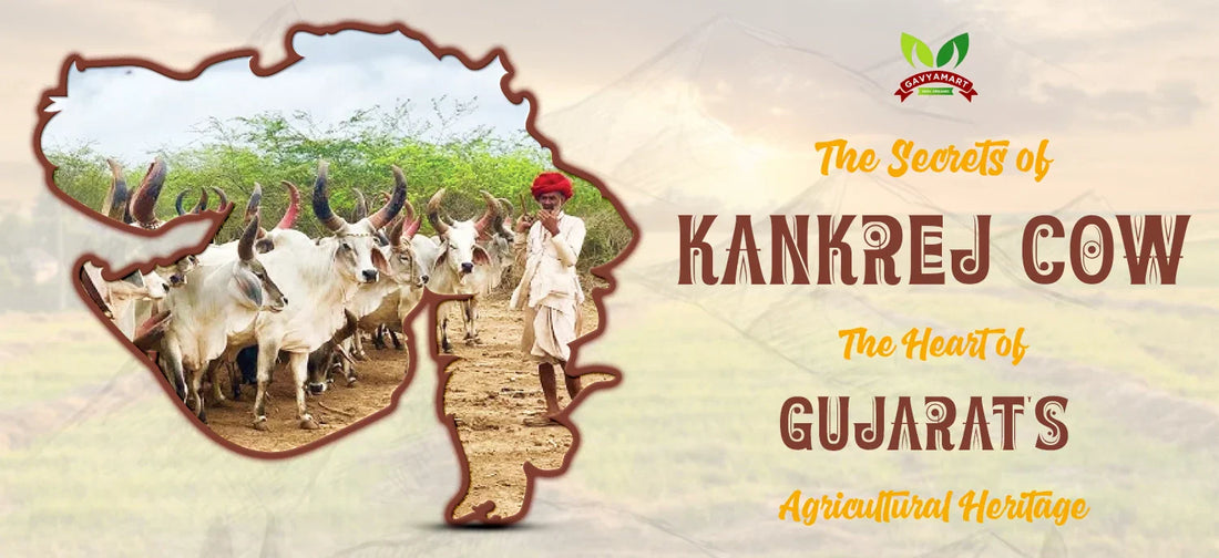 The Secrets of Kankrej Cow: The Heart of Gujarat's Agricultural Heritage