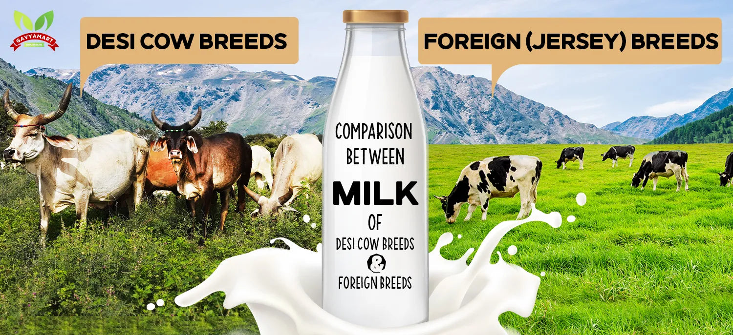 Desi Cows Vs Foreign Cows | Desi cow Vs Jersey Cow