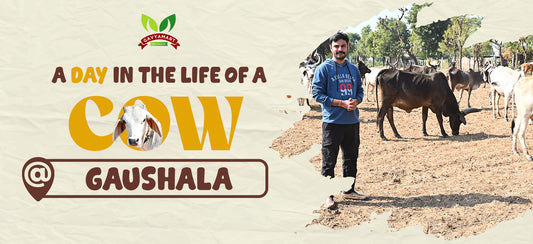 Gaushala | Life At Gaushala | Gau Sheva