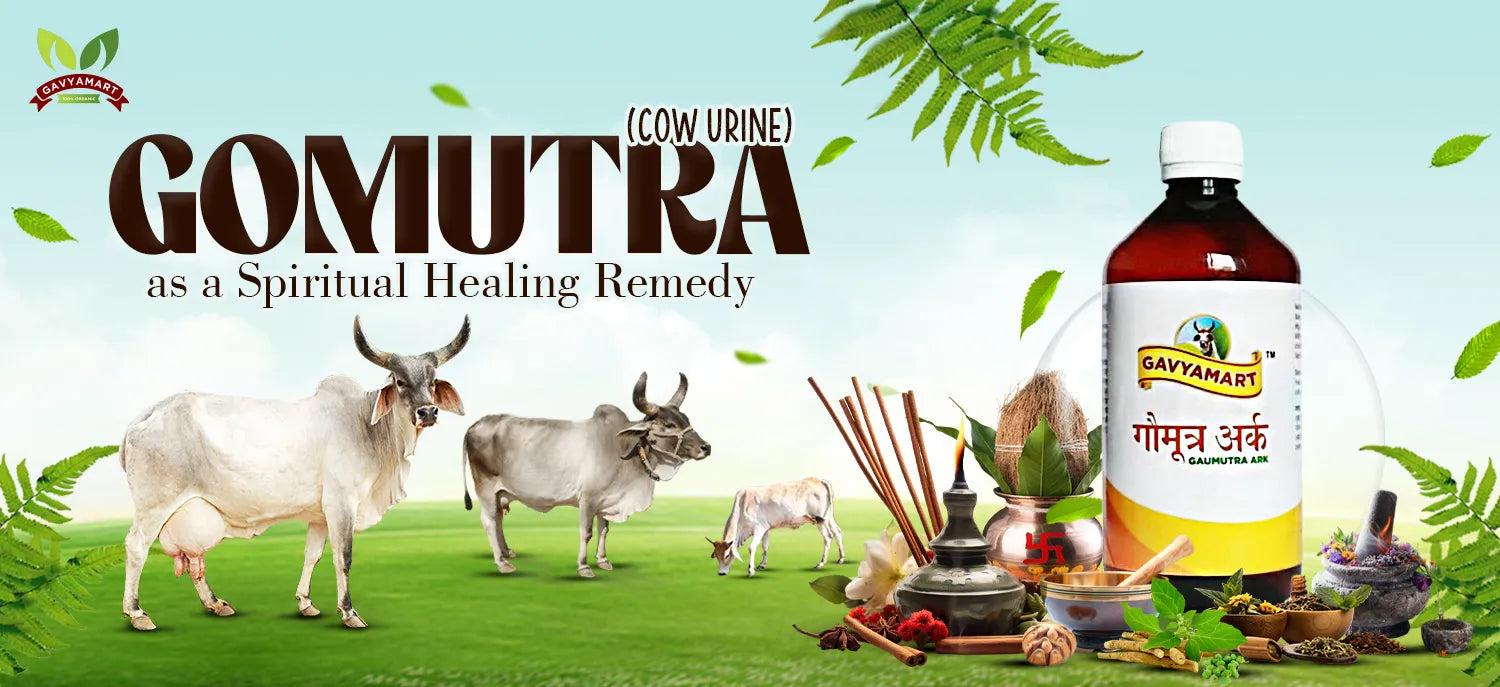 Gaumutra Benefits | Gomutra Ark
