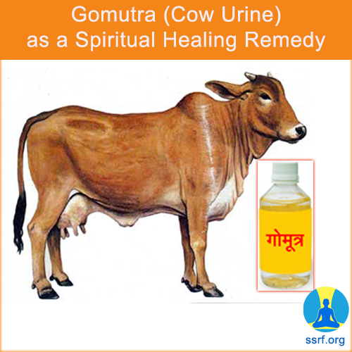 Gomutra (Cow Urine) as a Spiritual Healing Remedy