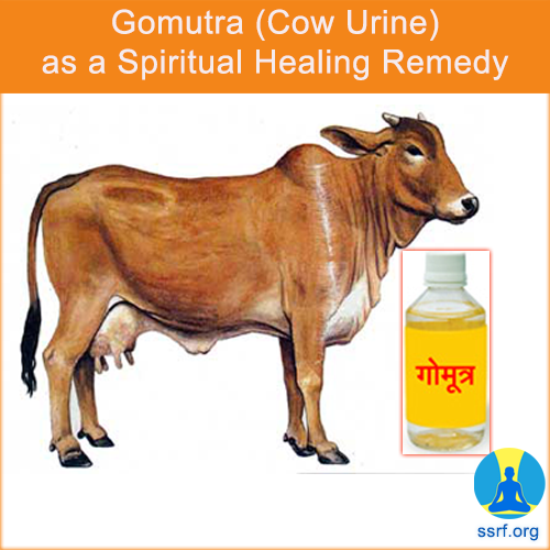 GOMUTRA (COW URINE) AS A SPIRITUAL HEALING REMEDY