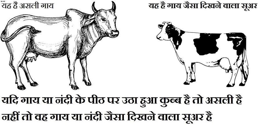 Desi Cow Vs Jersey Cow