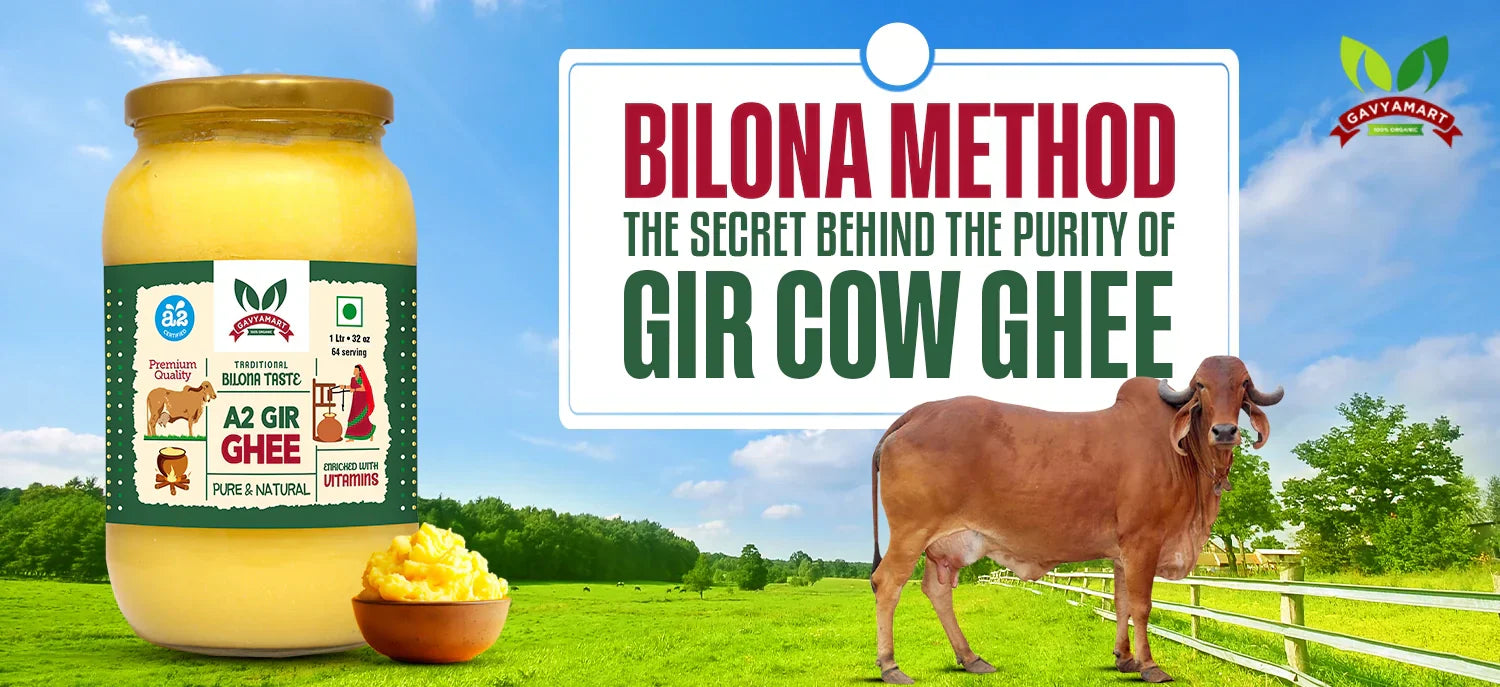 Gir Ghee Online | Gir Cow Ghee | Bilona Method | Bilona Process