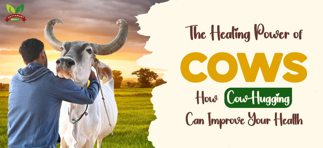Cow Hugging | Cow| Animal hugging