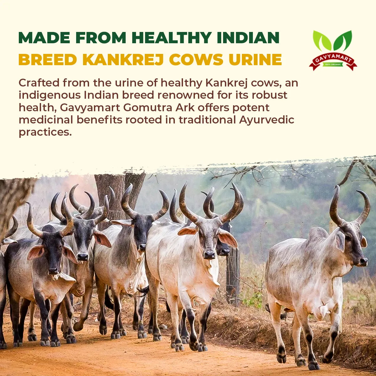 Cow urine | Gaumutra Urine | Kankrej Cow