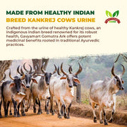Cow urine | Gaumutra Urine | Kankrej Cow | Gomutra Ark | Pure Gomutra Ark | Organic Gomutra Ark | Desi Cow Urine | Pure Kankrej Cow Gomutra | Pure Gir Cow Gomutra | Gomutra Ark Online | Natural Ayurvedic Remedies | Pure Cow-Based Products | Herbal Wellness Tonic 