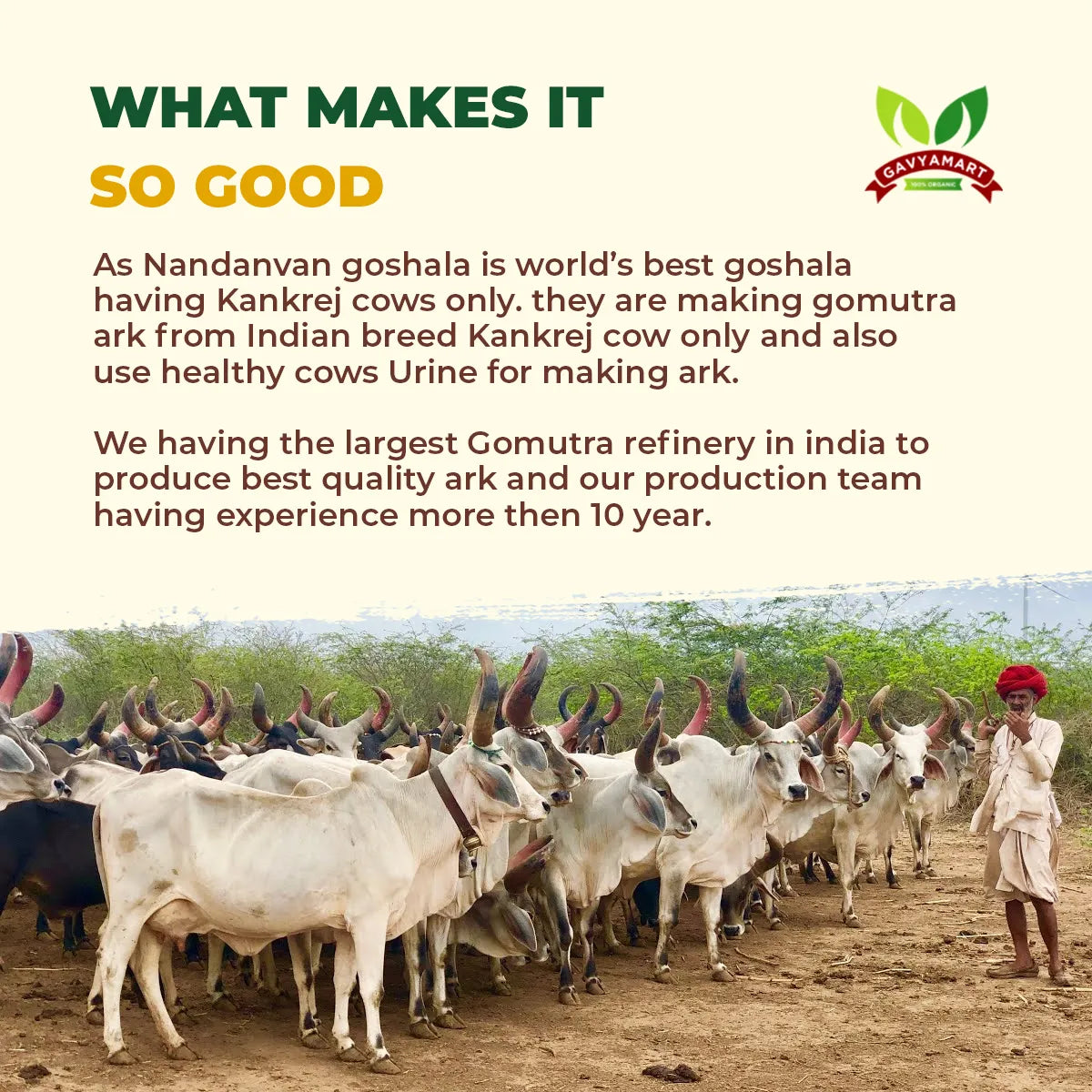Cow urine | Gaumutra Urine | Kankrej Cow