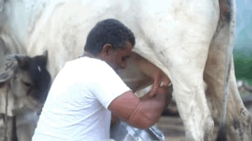 Pure A2 Milk