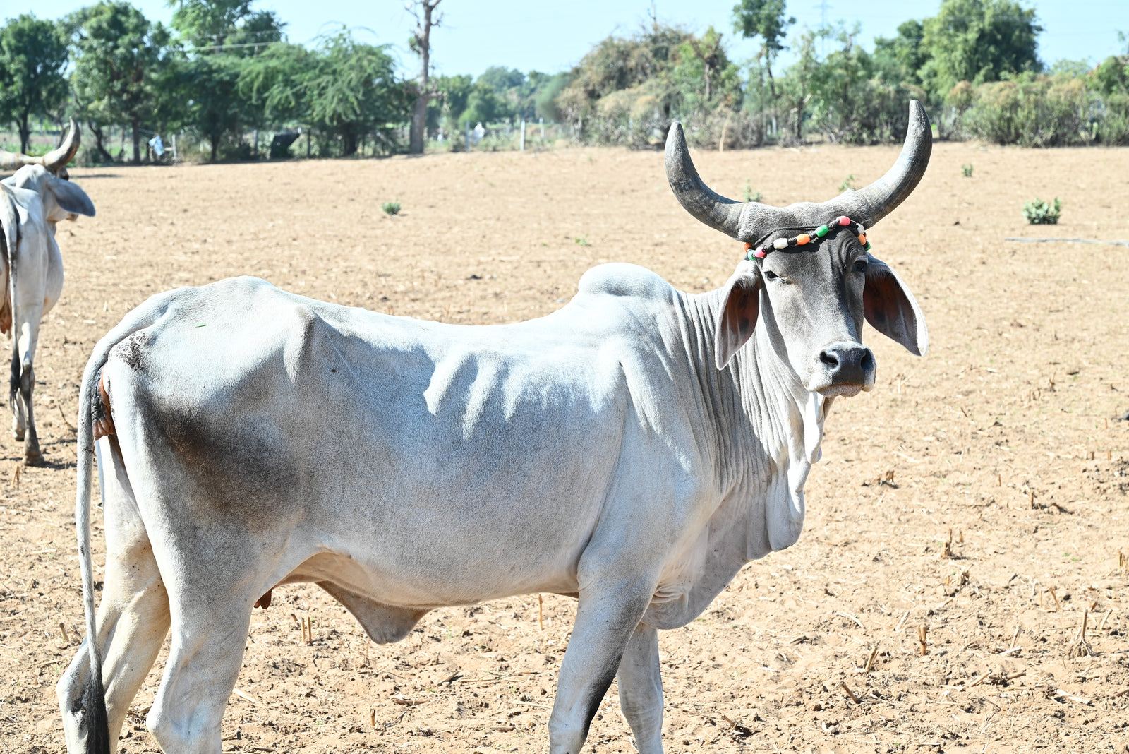 One Gaushala. One Vow
A Million Healthy Homes