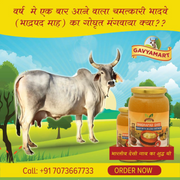 Gavyamart Bhadwa Ghee | Bhadrpada Ghee | Sudh Ghee