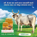 Gavyamart Bhadwa Ghee | Bhadrpada Ghee | Sudh Ghee