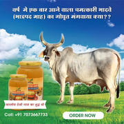 Gavyamart Bhadwa Ghee | Bhadrpada Ghee | Sudh Ghee