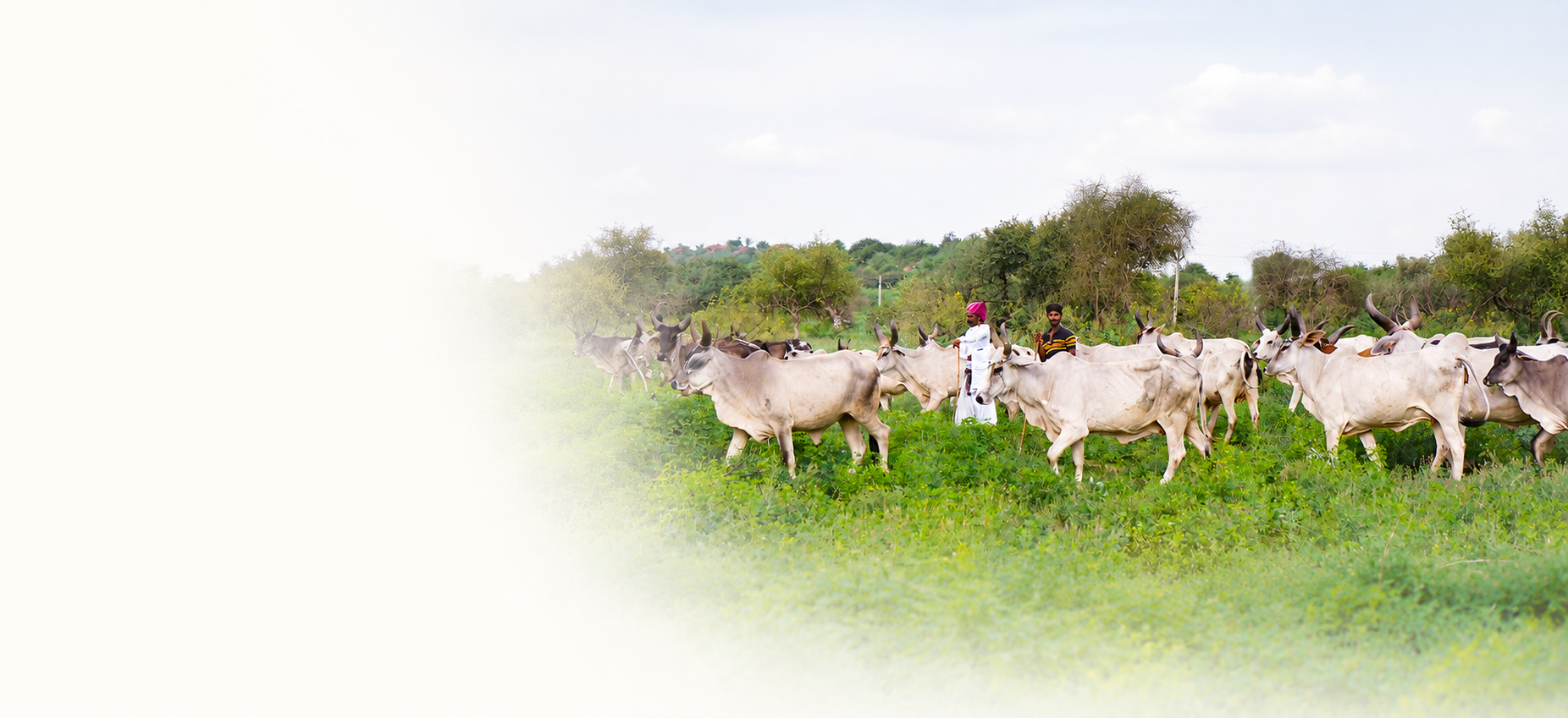 Kankrej cows grazing freely in the Aravalli landscape